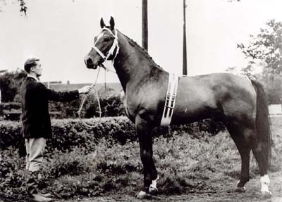 Hector kom til Danmark i 1963.
Hector 3760 Holst.. Brun. Født 1957.
F.: Herrscher MF.: Heidekrug.
Stgm.: 163 cm. Gjord: 193 cm. Pibe: 22 cm.
Bedækkede 1960 i Krempe. 1961 i Wesselburen. 1962 i Bargsted. Fra 1963-1965 i Danmark.
Hector var en hingst i store rammer med en kraftig hingstehals. Og med store ganascher. God overlinie og med en stærk og muskuløs bagpart. Et stærkt fundament og en god gang. Lidt manglende rygsving. Ikke særlig god ridelighed og et vanskeligt temperament.
Hector’s afkom står ofte i hans egen type med manglende ridehestekvaliteter.
