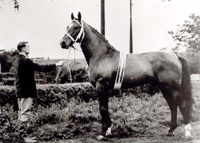 Hector kom til Danmark i 1963. 
Hector 3760 Holst.. Brun. Født 1957. 
F.: Herrscher MF.: Heidekrug.
Stgm.: 163 cm. Gjord: 193 cm. Pibe: 22 cm.
Bedækkede 1960 i Krempe. 1961 i Wesselburen. 1962 i Bargsted. Fra 1963-1965 i Danmark.
Hector var en hingst i store rammer med en kraftig hingstehals. Og med store ganascher. God overlinie og med en stærk og muskuløs bagpart. Et stærkt fundament og en god gang. Lidt manglende rygsving. Ikke særlig god ridelighed og et vanskeligt temperament.
Hector’s afkom står ofte i hans egen type med manglende ridehestekvaliteter.