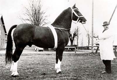 Garibaldi kom til Danmark i 1958. Garibaldi 3601. Brun. Født 1946.
F.: Lossberg I MF.: Mahdi I. Stgm.: 161 cm, gjord: 196 cm, pibe 22,5 cm.
Bedækkede 1949-1951 i Wesselburen og 1951-1957 i Jevensted.
Garibaldi var en middelstor hingst. Sluttet og med et skønt beskeler udtryk. Energisk og jordvindende gang. Hingsten leverede reelle heste, der også er at finde hos de sønderjyske holsteneravlere.
Garibaldi bedækkede for GHH fra 1958-1963.