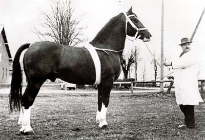 Garibaldi kom til Danmark i 1958. Garibaldi 3601. Brun. Født 1946. 
F.: Lossberg I MF.: Mahdi I. Stgm.: 161 cm, gjord: 196 cm, pibe 22,5 cm.
Bedækkede 1949-1951 i Wesselburen og 1951-1957 i Jevensted.
Garibaldi var en middelstor hingst. Sluttet og med et skønt beskeler udtryk. Energisk og jordvindende gang. Hingsten leverede reelle heste, der også er at finde hos de sønderjyske holsteneravlere.
Garibaldi bedækkede for GHH fra 1958-1963.