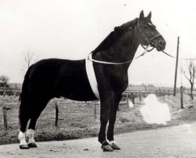 Nestor 2989. Brun. Født 1934.
F.: Nenndorf MF.: Meisner.
Stgm.: 168 cm, gjord 206 cm. pibe 22,5 cm.
Bedækkede fra 1937-1949 i Sietwende, og 1950-1951 i Oldesloe. Nestor leverede 19 kårede hingste, 57 hovedstambogshopper og 132 stambogshopper.
Nestor leverede gode og reelle heste. Hopperne som regel bedre end hingstene. Lidt smalle hove. Bevægelsen god. Gode køreheste. Nestor kom til Danmark som 18-årig og var i avlen fra 1952-1955.